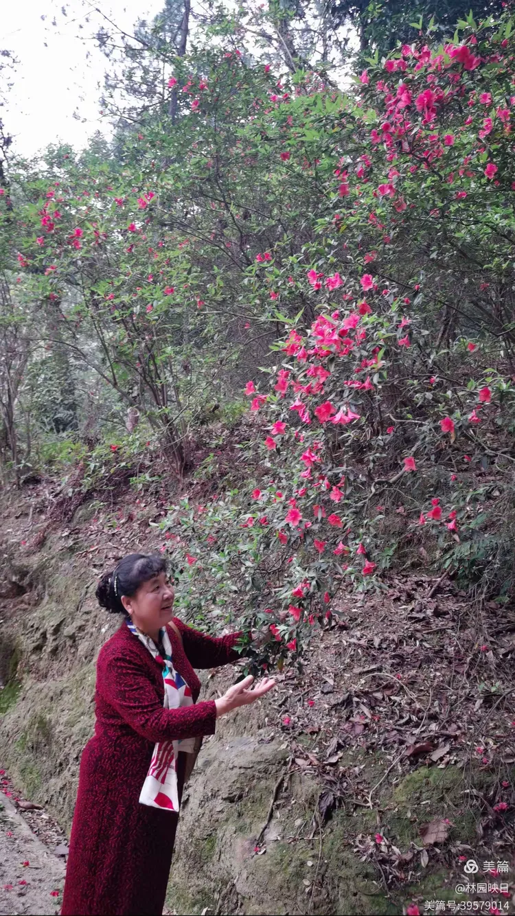 阳春三月揭西龙山风景区野生杜鹃花开了